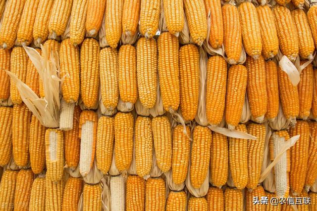 玉米最新动态更新🌽📣速递