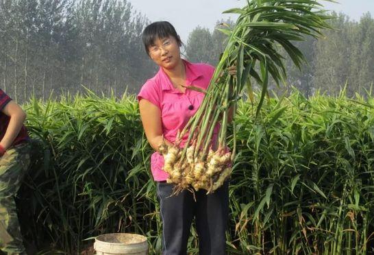 昌邑大姜新时代之旅，科技重塑价格，探索最新价格动态