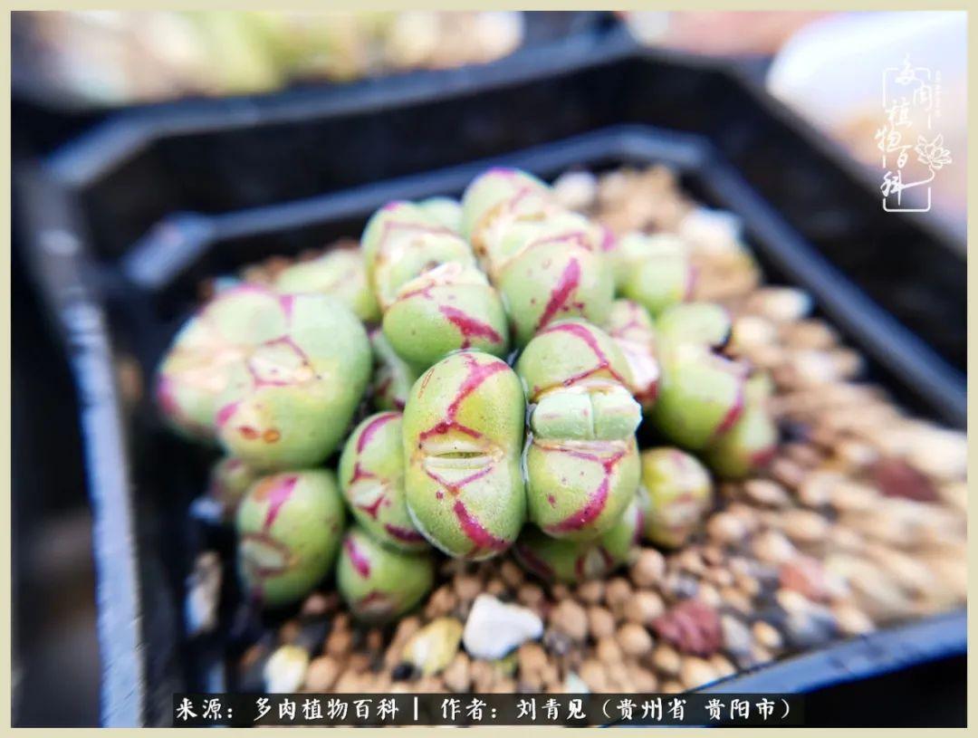 最新口碑手游,最新口碑手游，探索自然美景的治愈之旅，启程，寻找内心的宁静！
