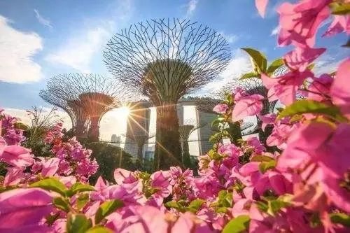 孔雀CEO最新动态，自然美景探索之旅启幕