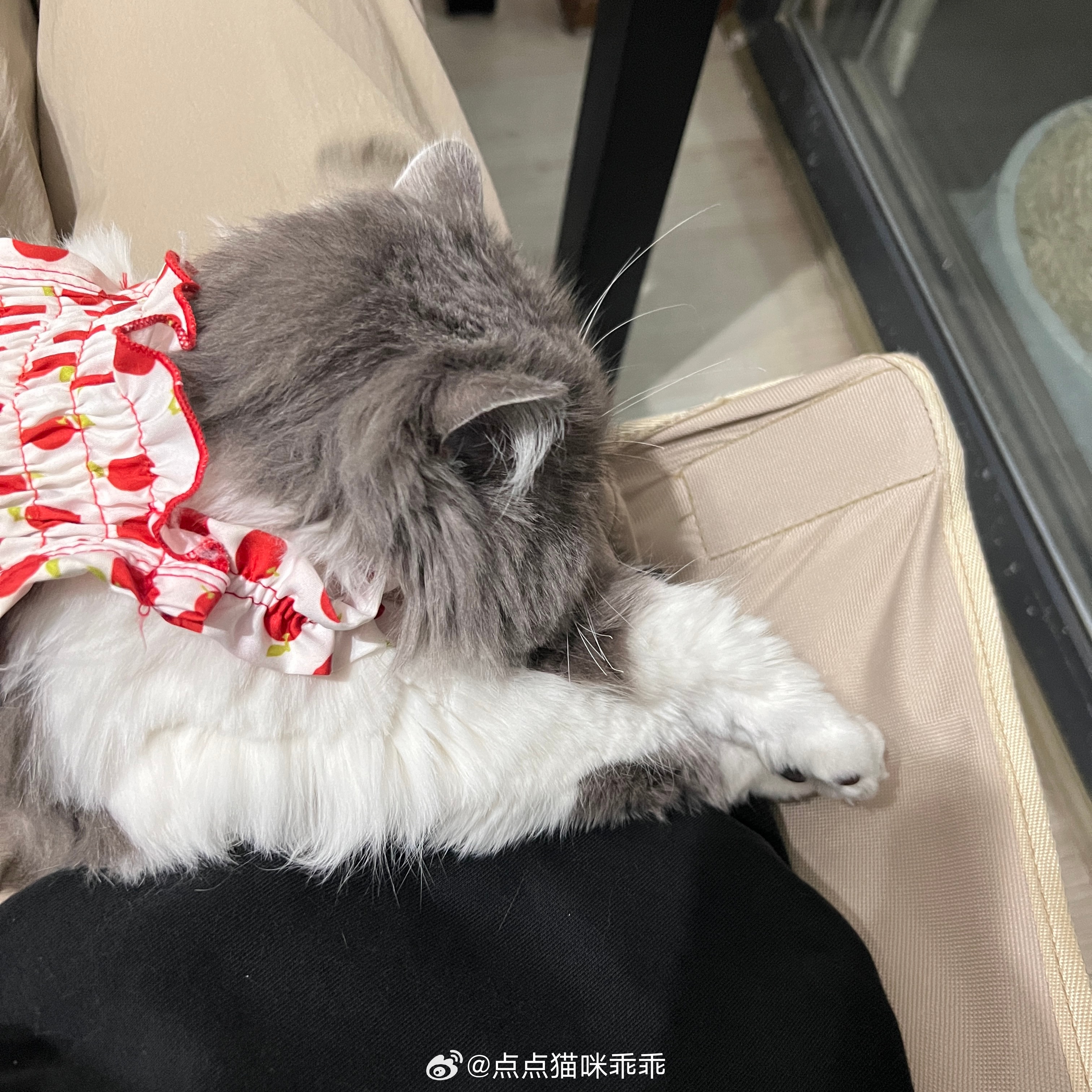 健康猫最新动态更新🌟