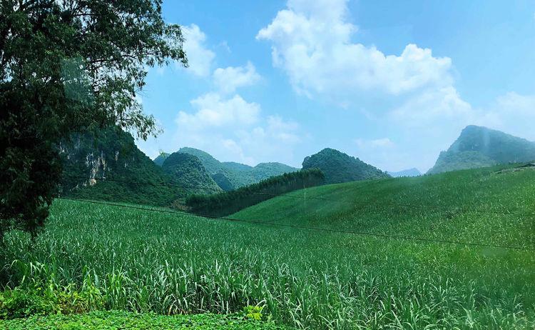 最新亚洲香蕉，品味、种植与未来展望的探索