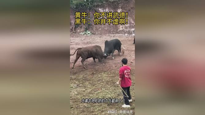 震撼视听盛宴，黄牛打架视频比赛精彩呈现！