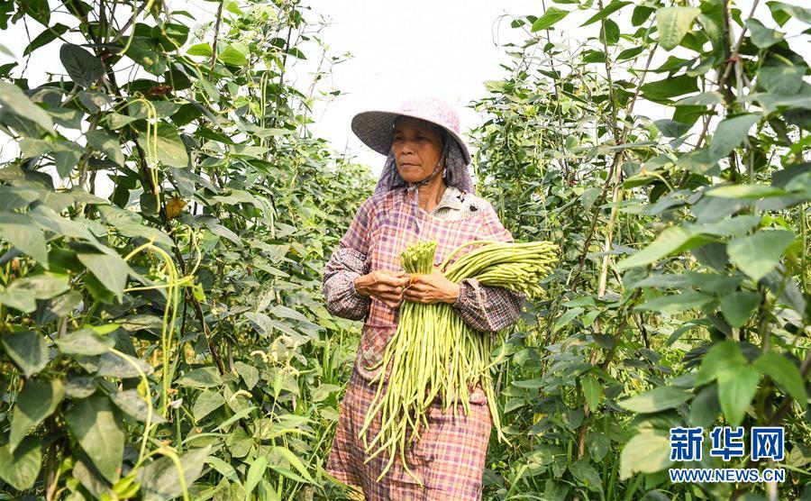 合浦豆角最新价格及市场走势与影响因素深度解析