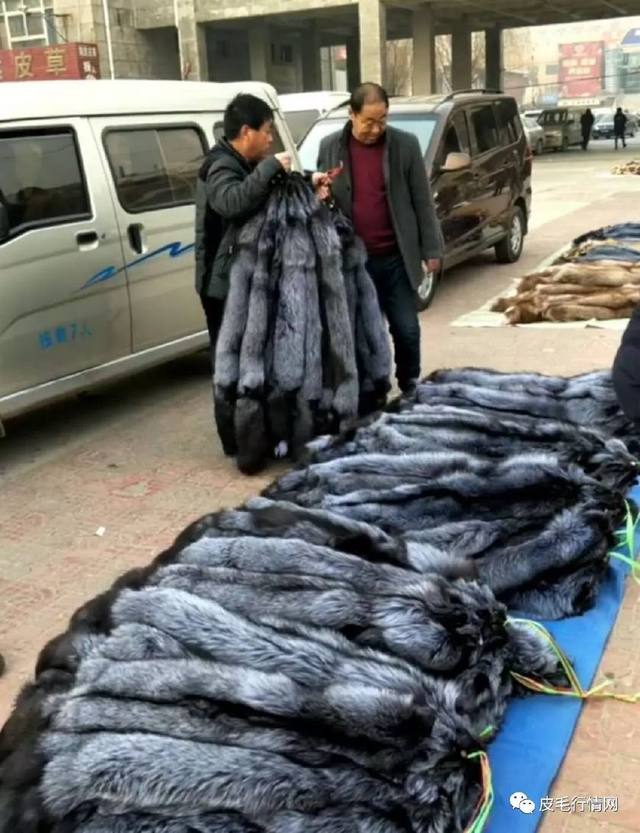 最新貉皮价格行情解析，获取与理解价格信息的指南